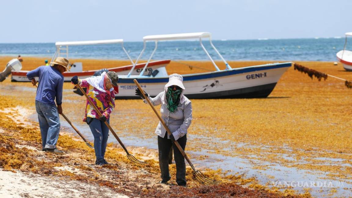 Decepción masiva de vacacionistas por alta presencia de sargazo en Riviera Maya