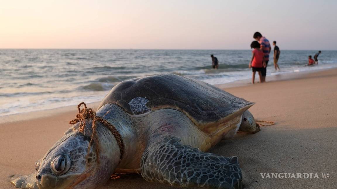 $!Tu jugo del día: Ahora sí, ponen ojo en 'La Estafa Maestra'