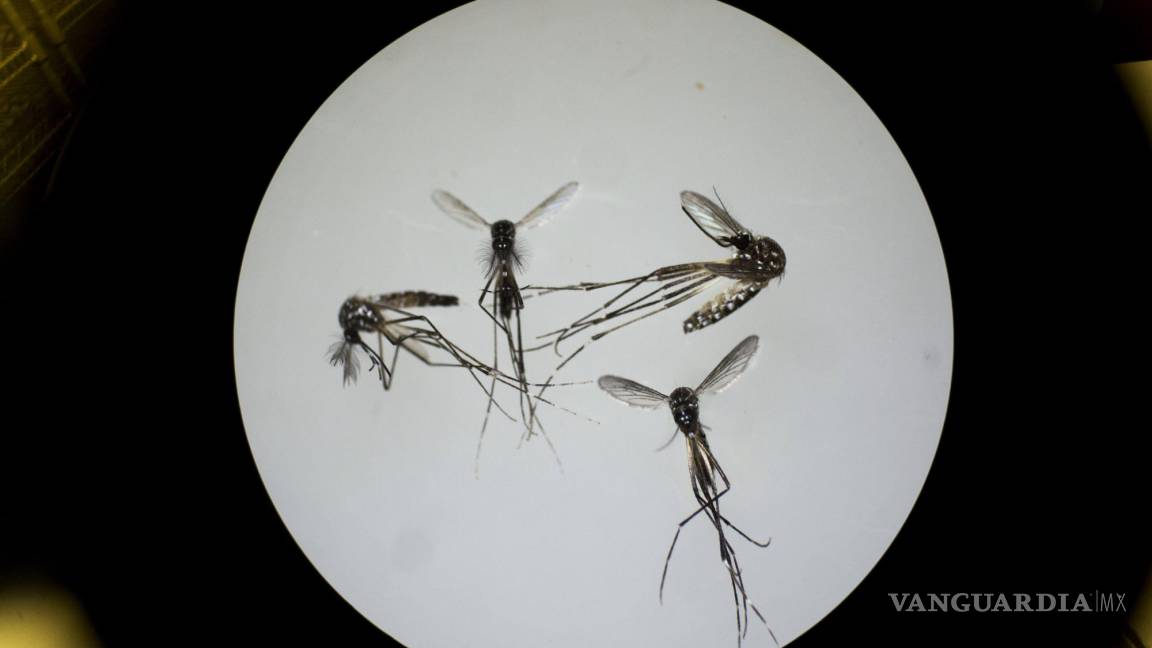 Llegaron los mosquitos. Esto hay que saber sobre el virus del Nilo Occidental