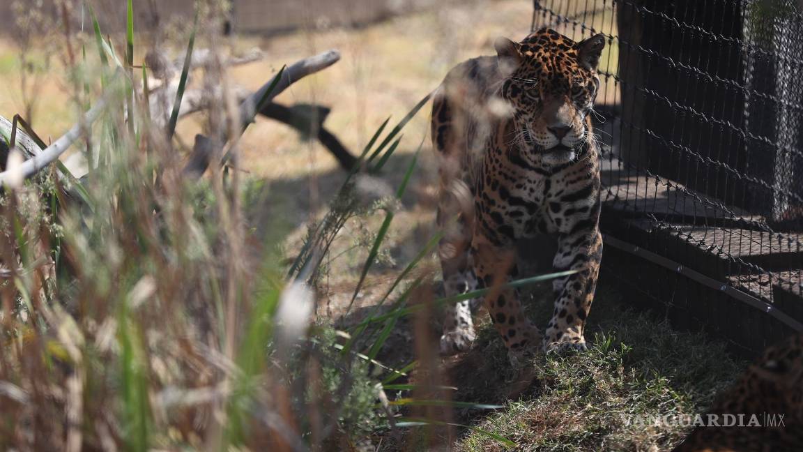 $!Un jaguar se pasea por el Santuario Reino Animal en Oxtotipac Otumba, estado de México (México). EFE/Sáshenka Gutiérrez