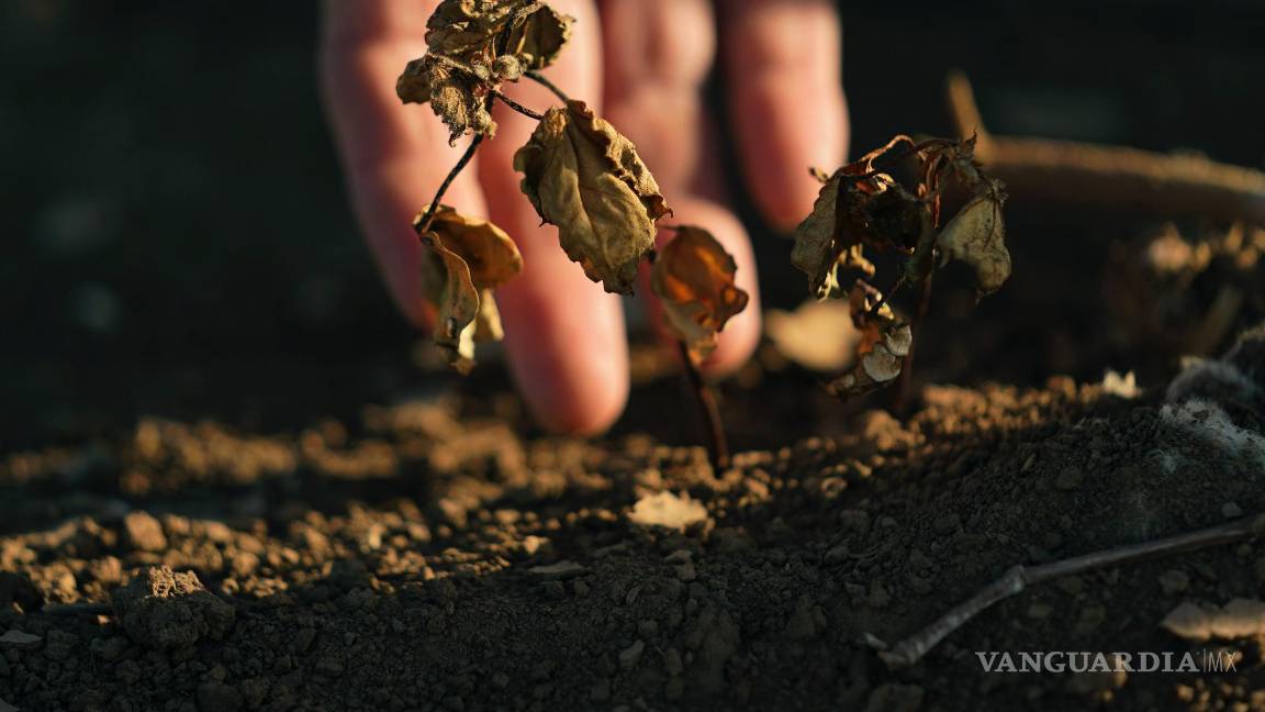 $!El algodón que no sobrevivió en medio de una sequía se muestra en la granja de Barry Evans el lunes 3 de octubre de 2022, en Kress, Texas.