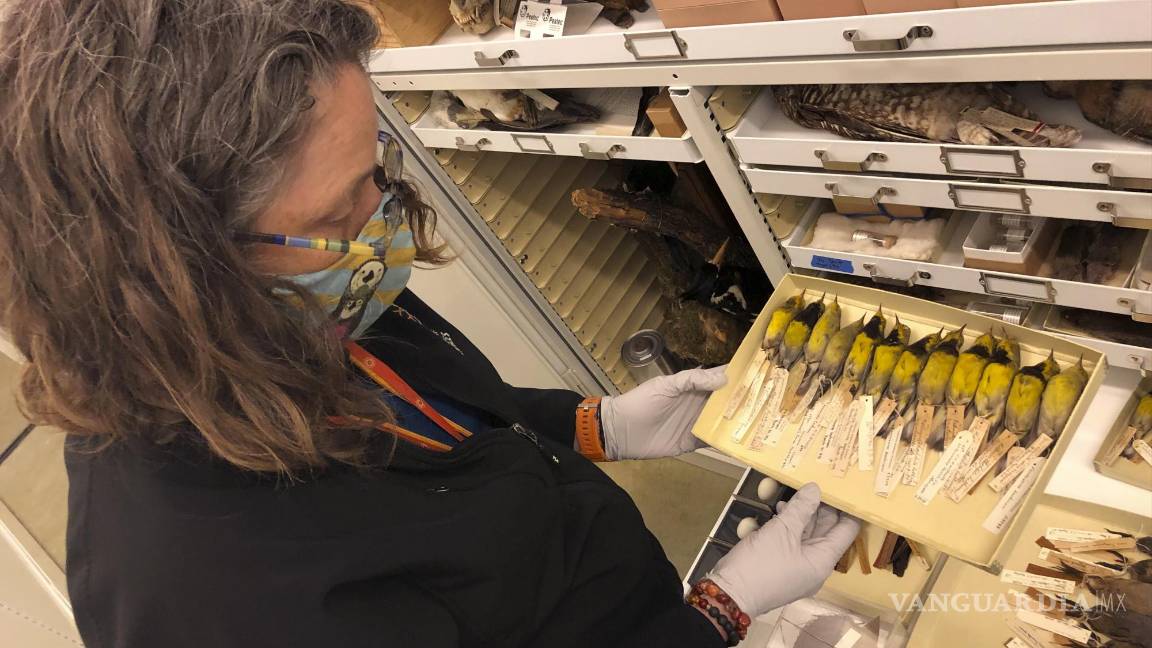 $!Moe Flannery, gerente senior de colecciones de ornitología y mammalogía en la Academia de Ciencias de California, sostiene una bandeja que contiene las currucas de Bachman en su colección de especímenes en San Francisco. AP/Haven Daley