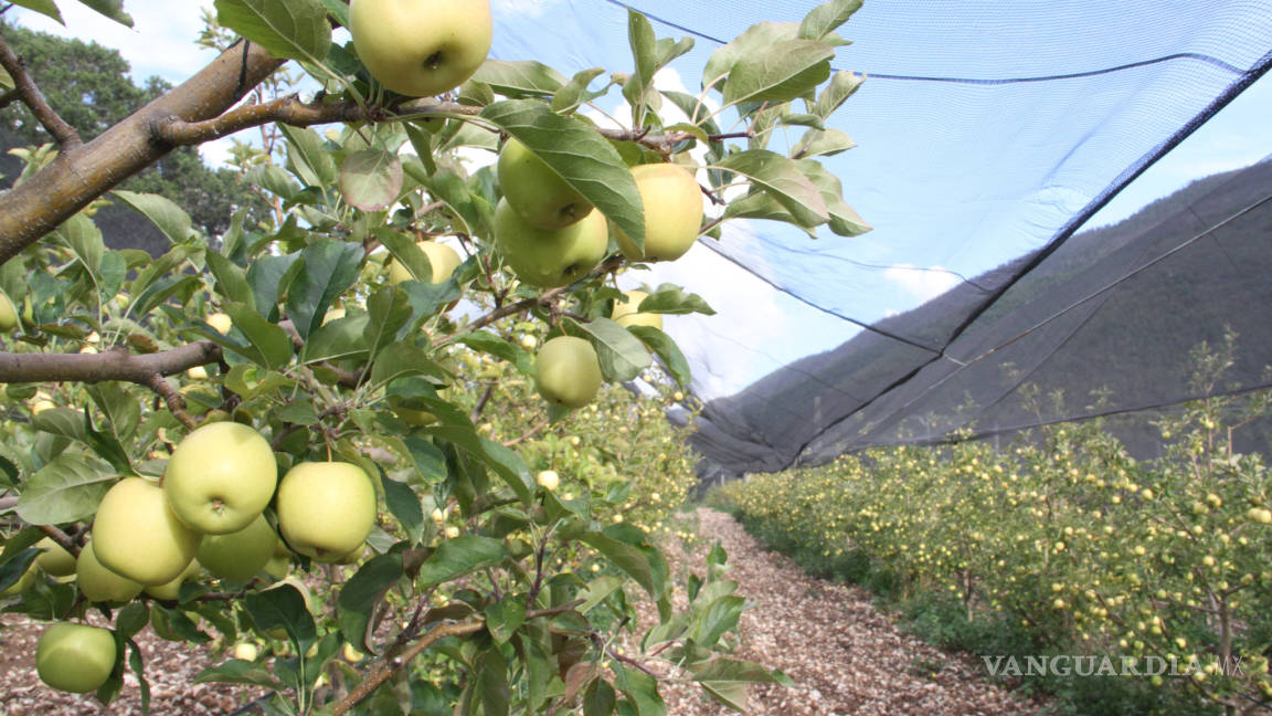 Cambio climático provoca manzanas mutantes en Arteaga, Coah
