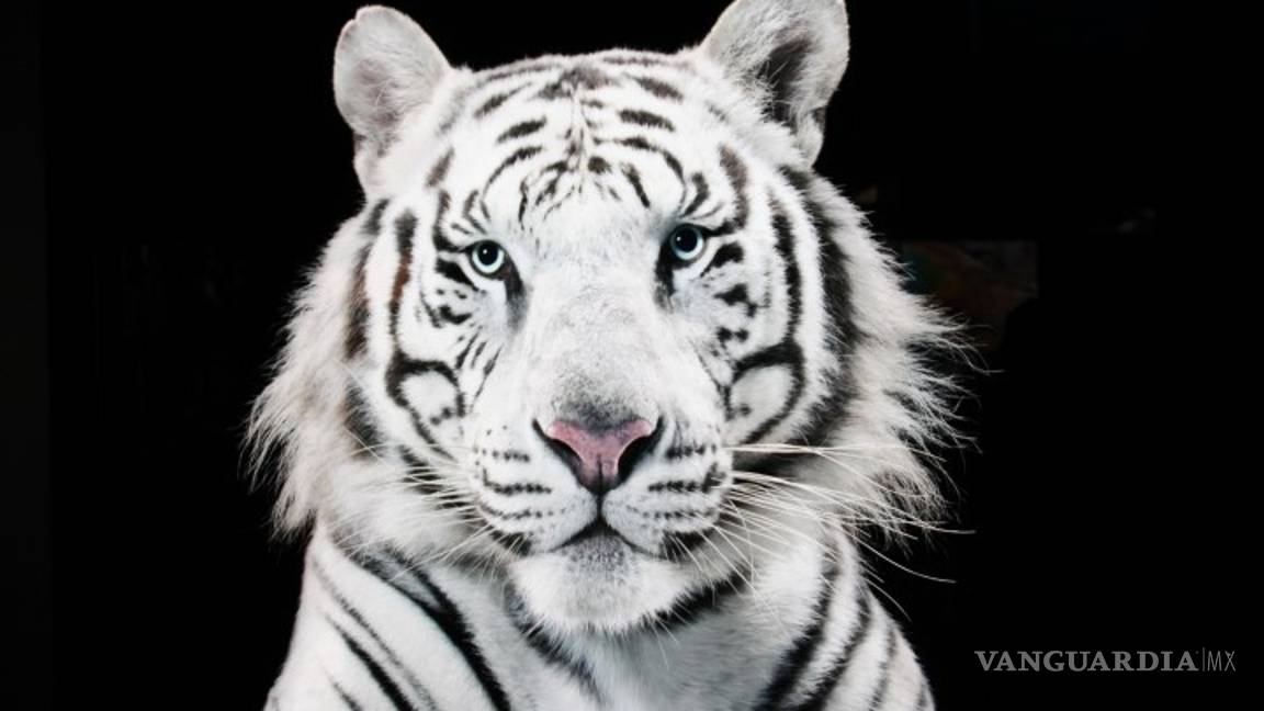 $!Encuesta revela que existe en la humanidad preocupación por conservar la naturaleza, pero también desconocimiento