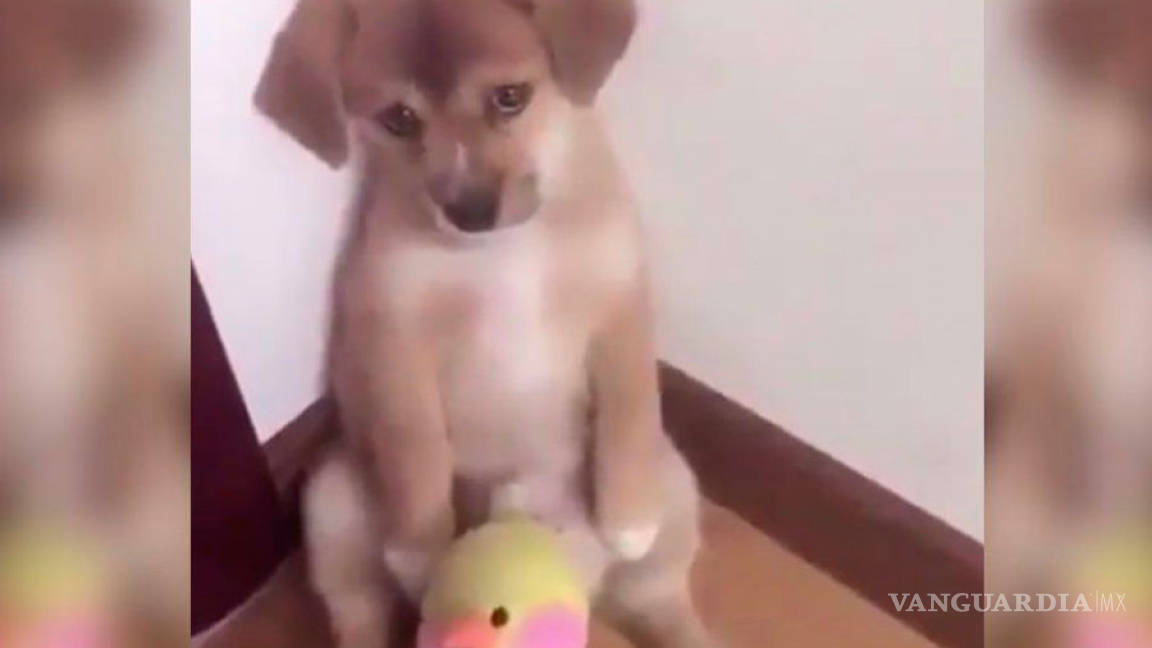 Video de perrito regañado 'enamora' a millones en Facebook