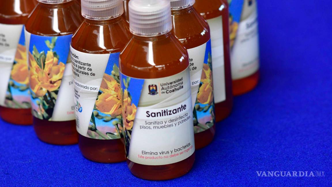 $!Elabora UAdeC sanitizante a base de planta gobernadora