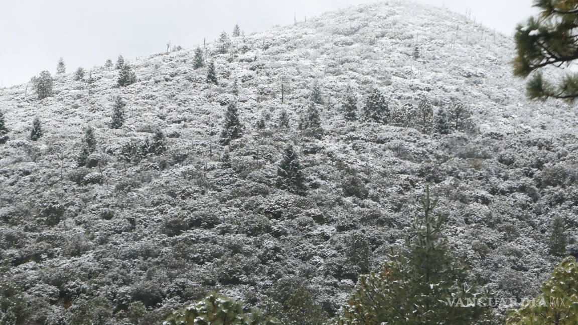 No, no es Suiza ¡es la sierra nevada de Arteaga, Coahuila! (Fotogalería)