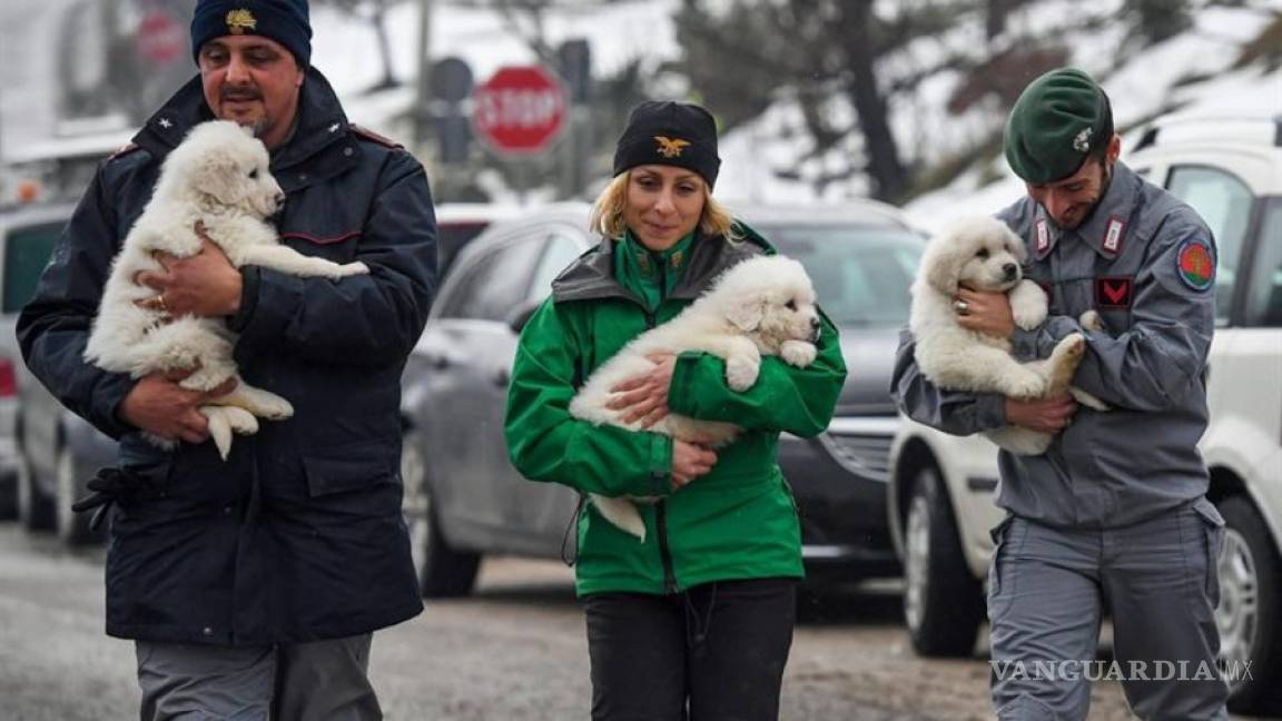Encuentran a tres cachorros de perro en el hotel sepultado por alud en Italia