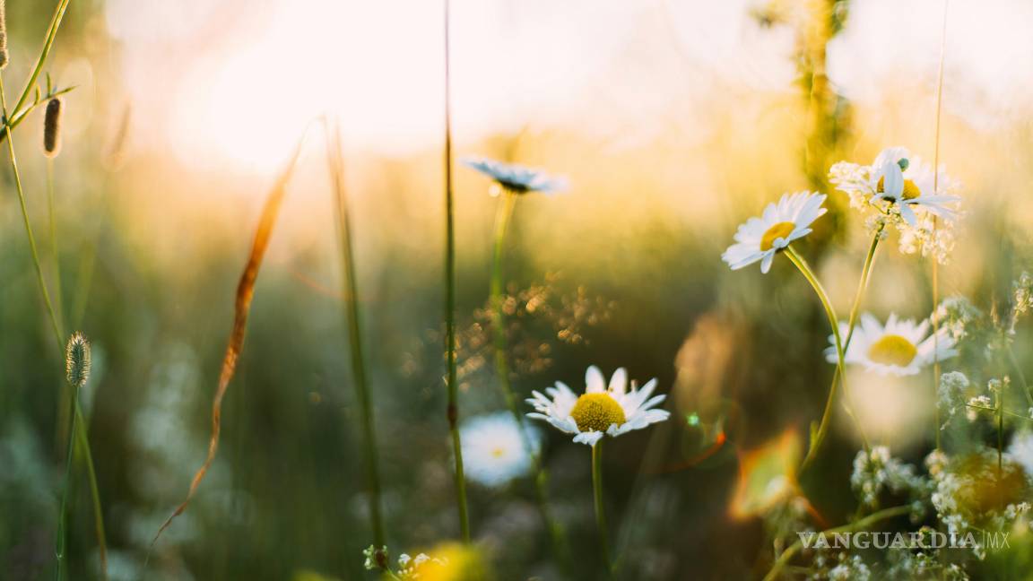 $!¿A qué hora podrás presenciar el equinoccio de primavera en México este 20 de marzo?