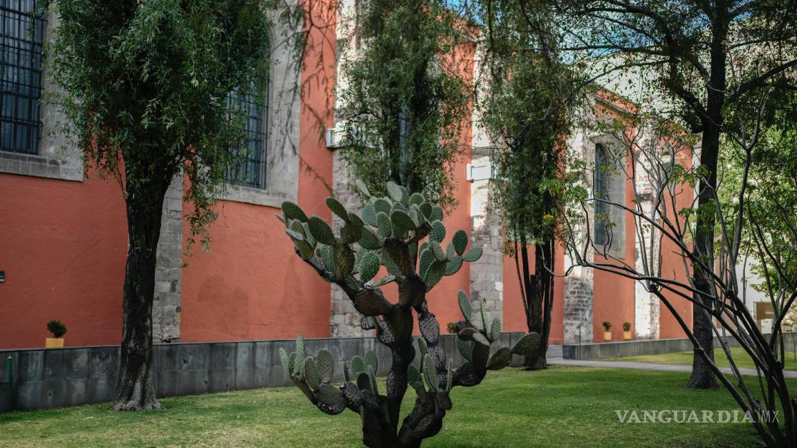 $!Bowie descansa a la sombra de un cactus en los terrenos del Palacio Nacional en Ciudad de México.