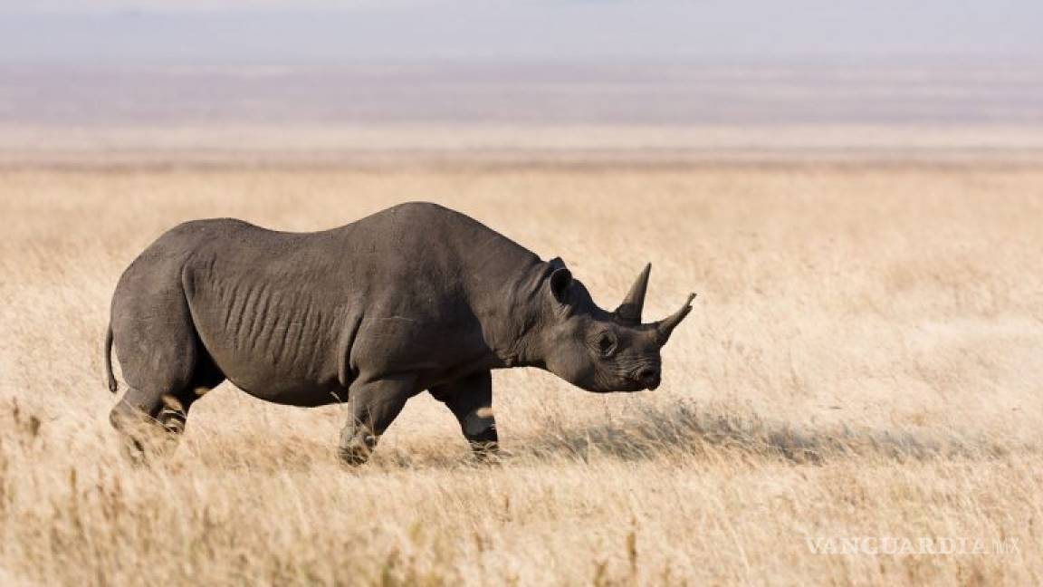 Monitorean a rinocerontes en Tanzania, con sensores implantados en sus cuernos