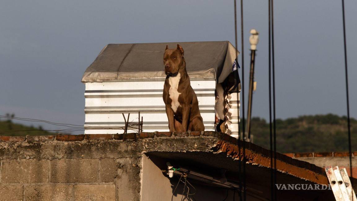 Coahuila: hasta un año de cárcel para quienes abandonen a sus mascotas