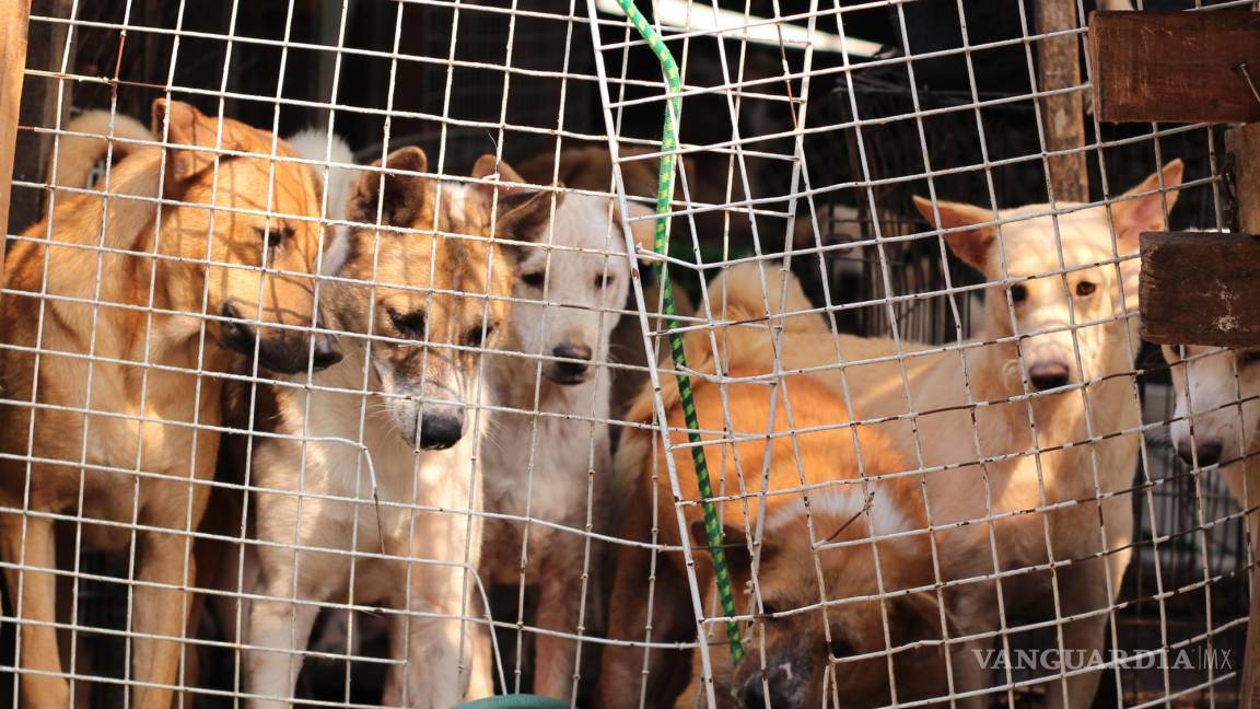 Corea del Sur podría dejar de consumir carne de perro; PPP presenta proyecto de ley para prohibir esta práctica