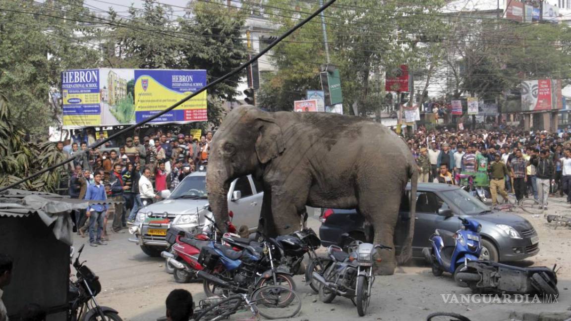 Elefante salvaje siembra el pánico en una ciudad de la India