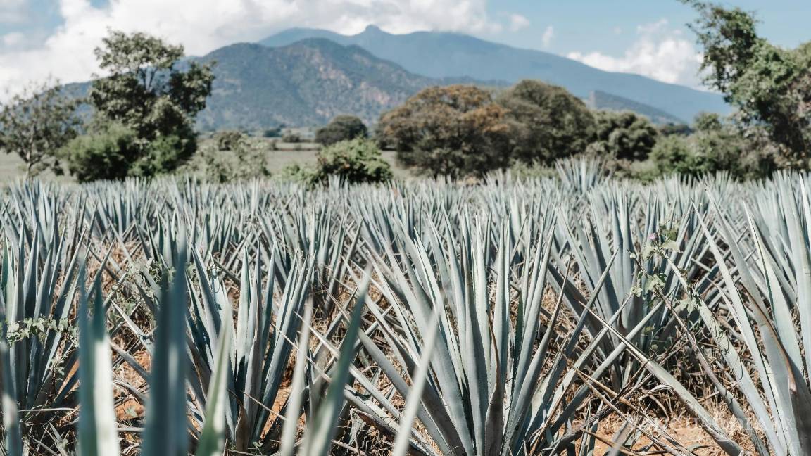 $!Para asegurarte de disfrutar de un tequila de calidad, la Profeco analizó 52 marcas de tequila reposado y te presenta los resultados.