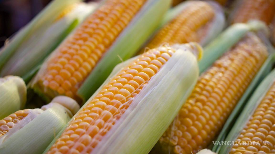 Ante prohibición de maíz transgénico, productores de EU piden a Biden iniciar caso contra México