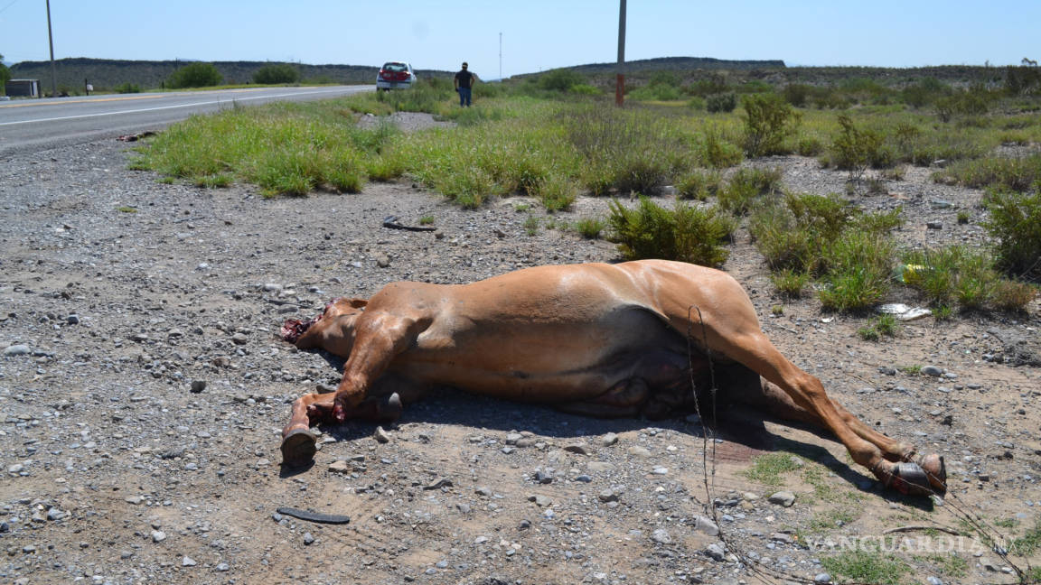 Destroza yegua preñada en carretera a Monclova