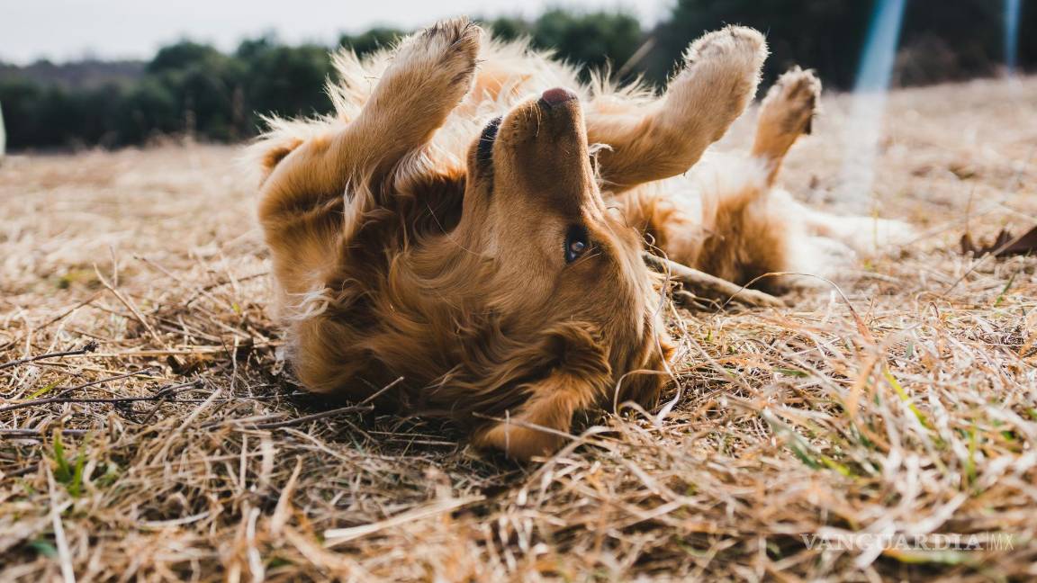 $!Las razas de perros y gatos con pelaje más grueso, como los huskies, los golden retrievers y los gatos siberianos, también están en riesgo.
