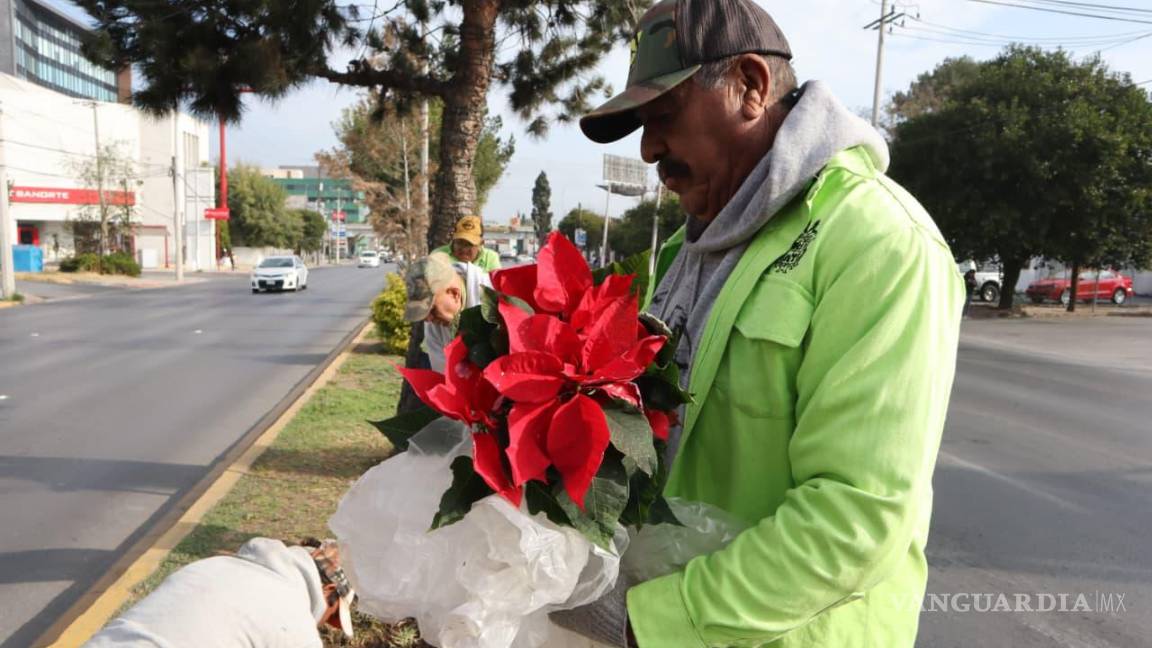 $!El Vivero Municipal inició con la siembra de Nochebuenas para fomentar el espíritu navideño.