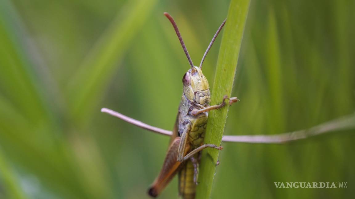 $!Escuchar grillos durante la noche en casa o en el jardín es una experiencia común, especialmente en temporadas cálidas.