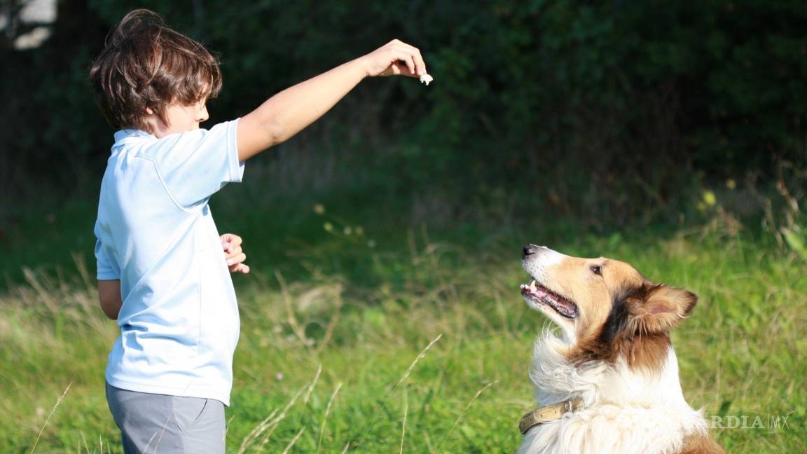 $!Cinco cosas que crees que le gustan a tu perro... pero no