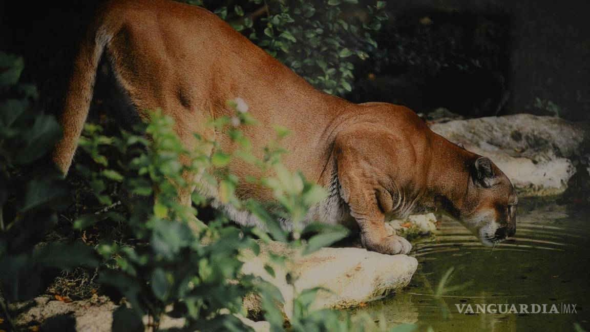 $!Con sus imágenes logra captar la belleza y serenidad de momentos muy especiales.