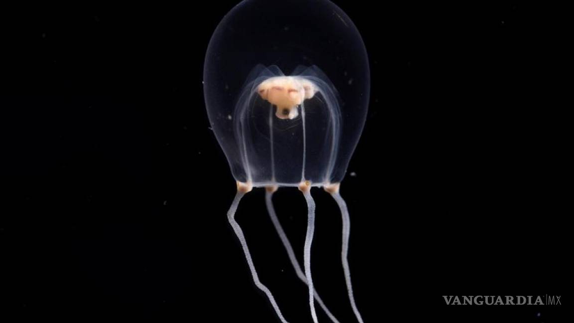Descubren nueva especie de medusa y la nombran como atuendo nupcial japonés