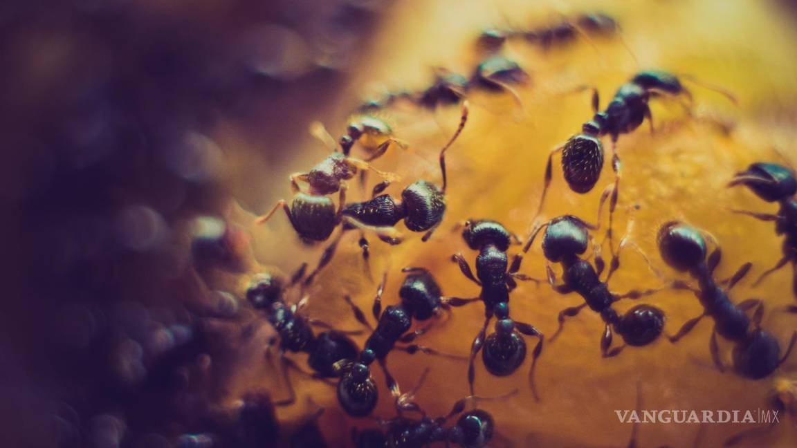 ¿Tienes una plaga de hormigas en casa? Consejos para terminarla