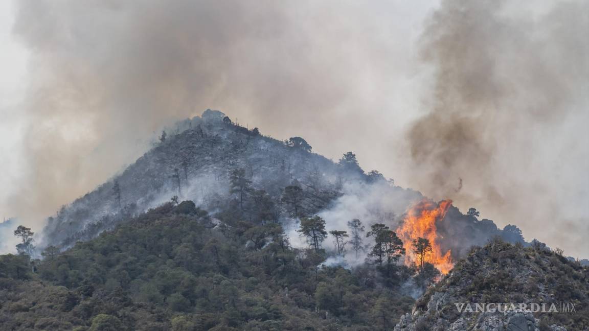 ‘Consumieron incendios en cañón un millón de árboles’
