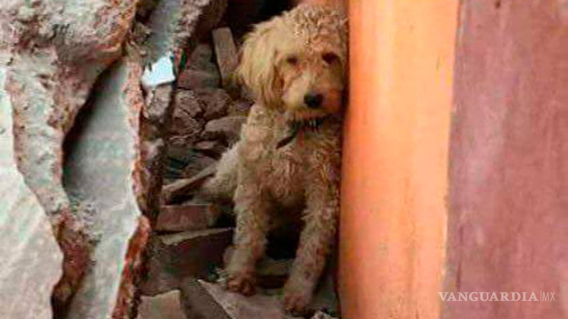 Twitter apoya para encontrar mascotas perdidas en el sismo