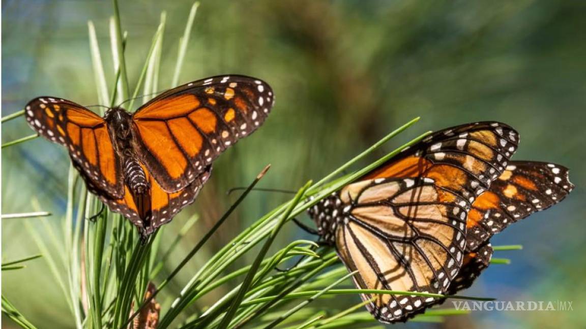 La mariposa monarca lucha por su supervivencia; Coahuila es clave en su ruta de migración