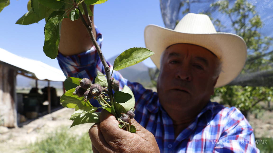 Productores de Arteaga declaran pérdida total de cosecha de manzana; el daño es irreparable