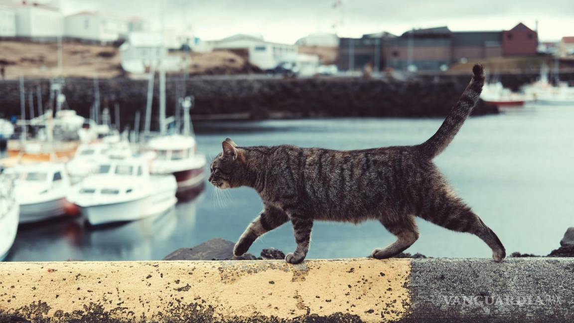 ¿Por qué los gatos se escapan de casa? Descubre las razones detrás de su aventura