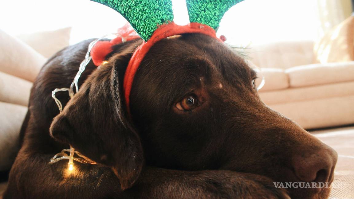 $!Es importante pedir a invitados y familiares que no les den comida sin autorización.