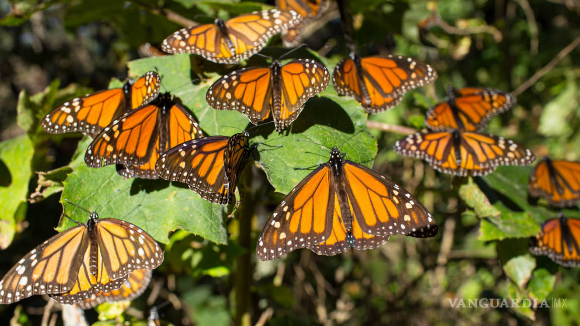 Esperan que la próxima semana, la mariposa Monarca comience a entrar al norte de Coahuila