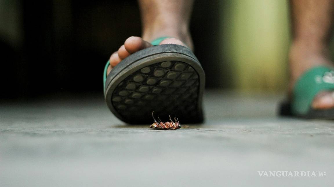 $!Por qué no debes pisar cucarachas: un riesgo para tu salud y tu hogar