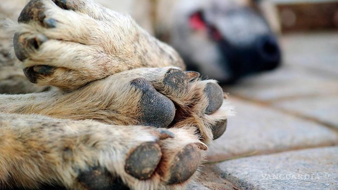 Denuncian maltrato animal en SLP; van 30 perros envenenados