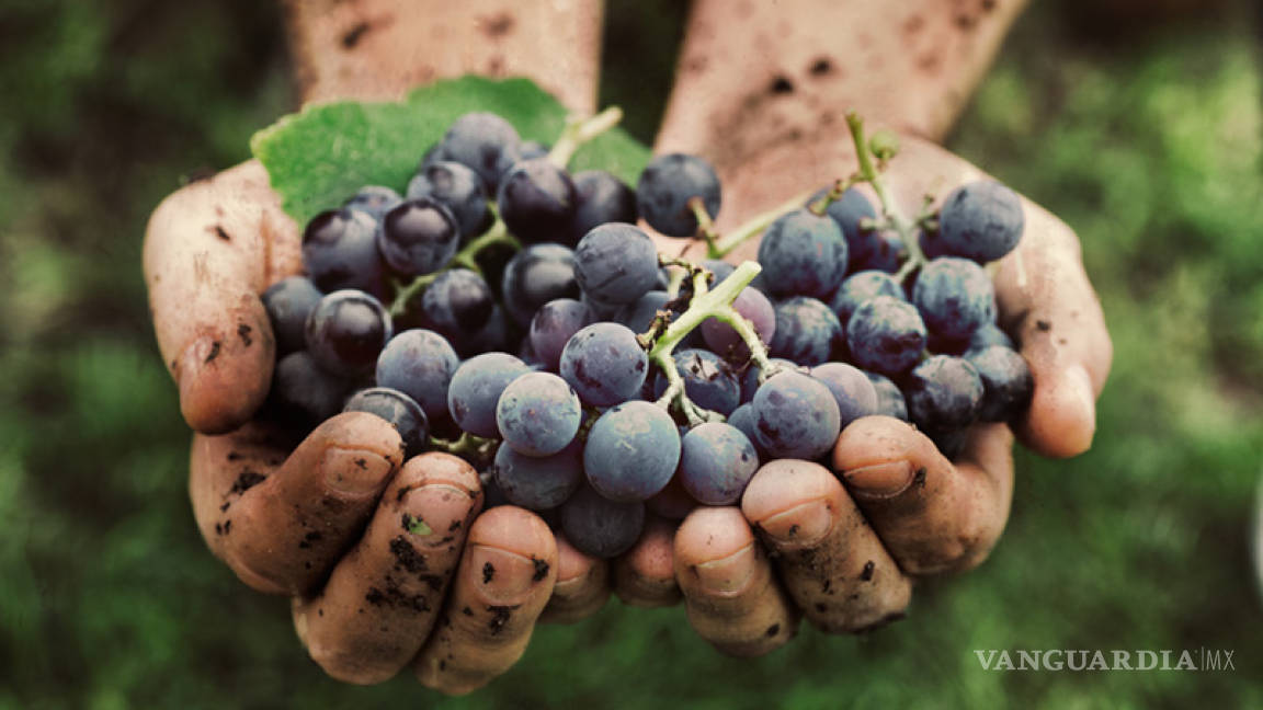 En riesgo por crisis climática las regiones vitivinícolas