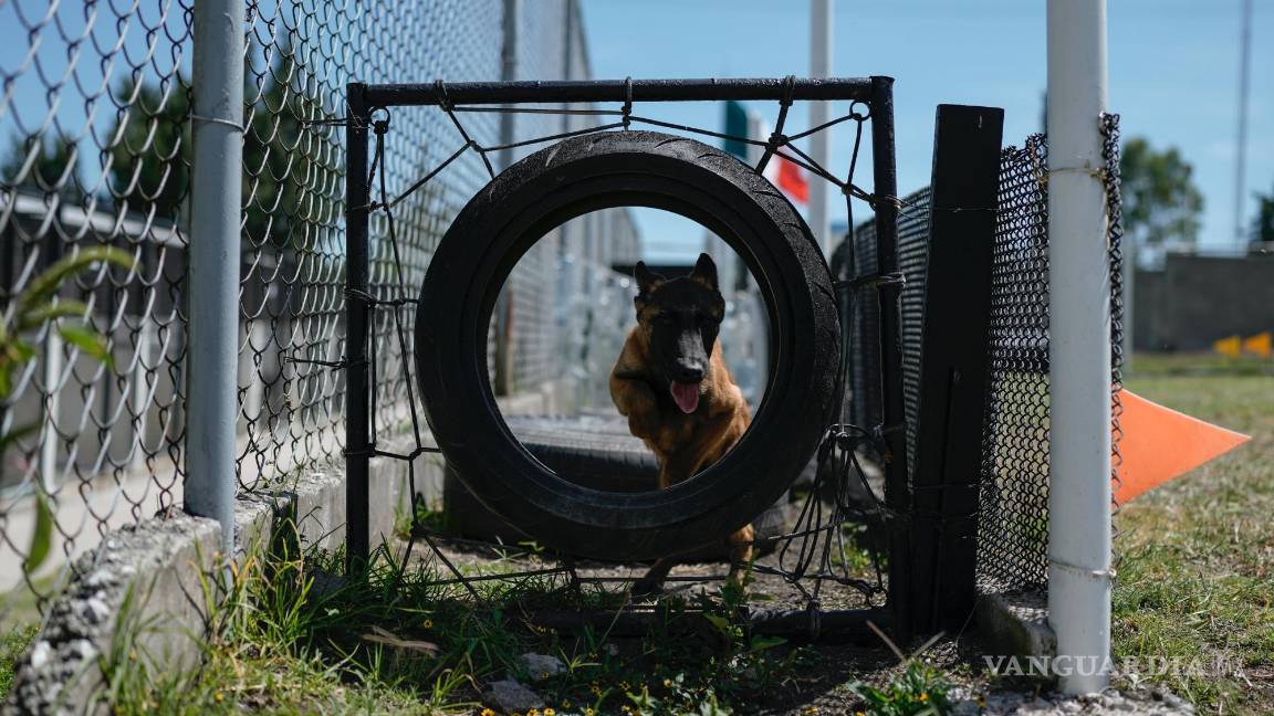 $!Un cachorro de pastor belga malinois recorre un circuito durante su entrenamiento en el Centro de Producción Canina del Ejército y Fuerza Aérea Mexicanos.