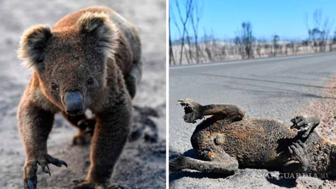 La tragedia animal en Australia, al menos mil millones de animales muertos