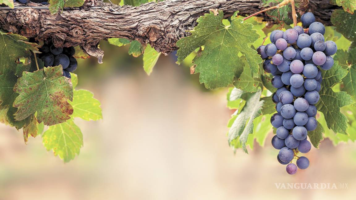 $!La Vendimia, magno evento de Parras