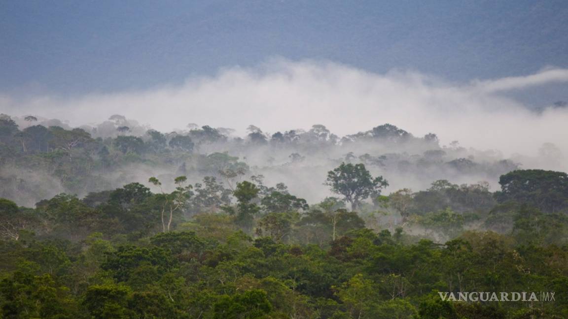 $!En el 2021 habrá mas edificios que árboles, según el Instituto Weizmann de Ciencias