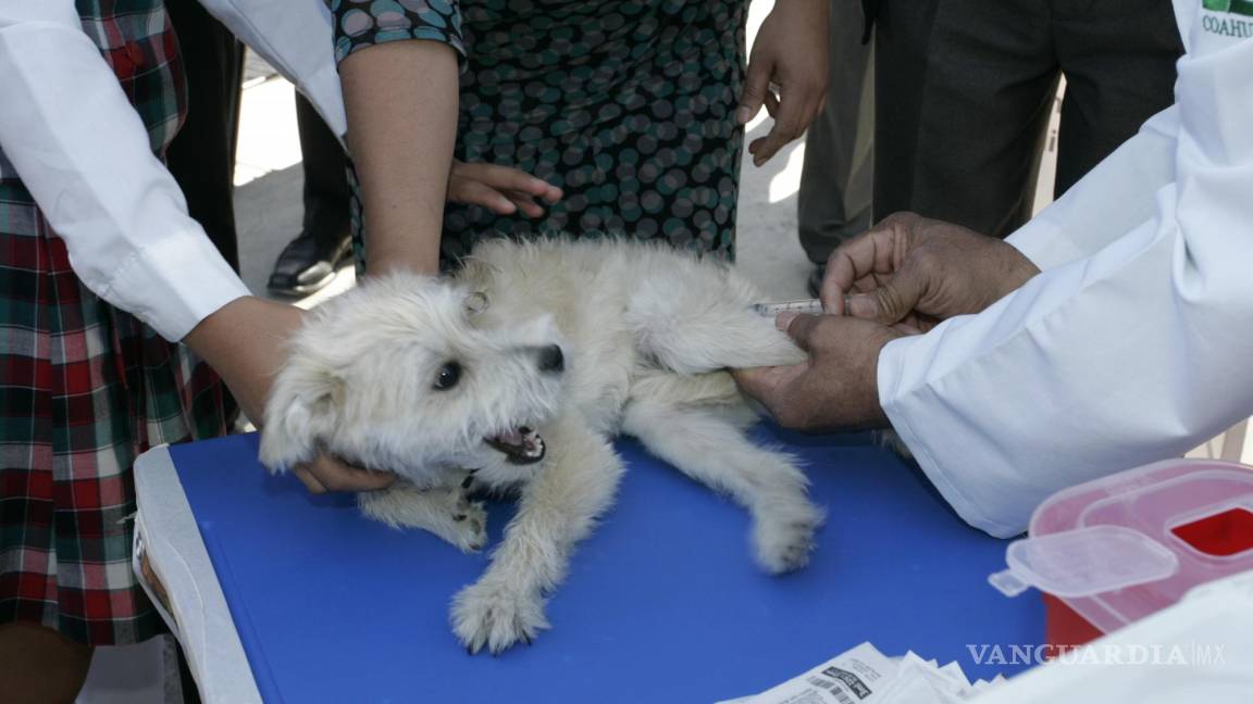 Saltillo: Se acerca el Día Mundial de Vacunación Animal ¡Protege a tus mascotas!
