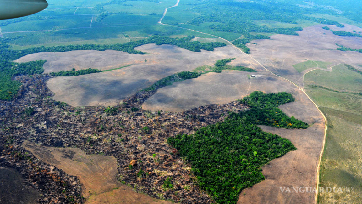 Peor año en deforestación para amazonía brasileña