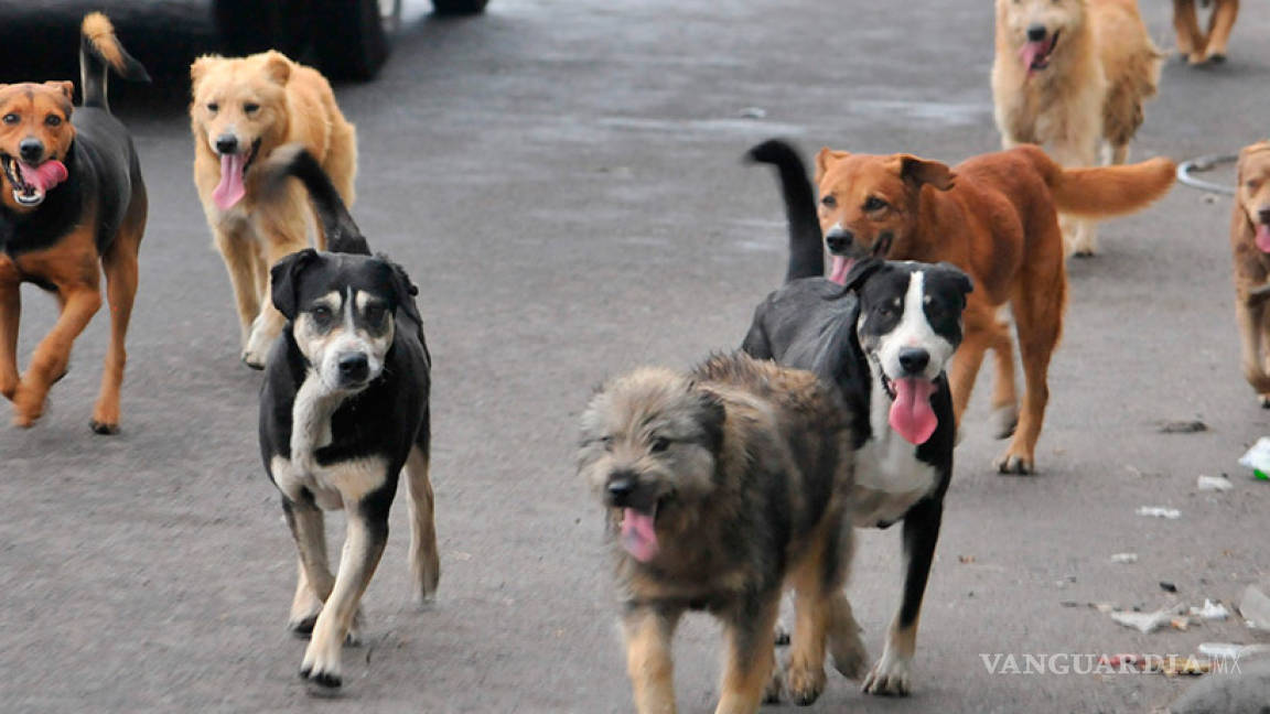 Perros callejeros invaden fraccionamiento del oriente de Torreón