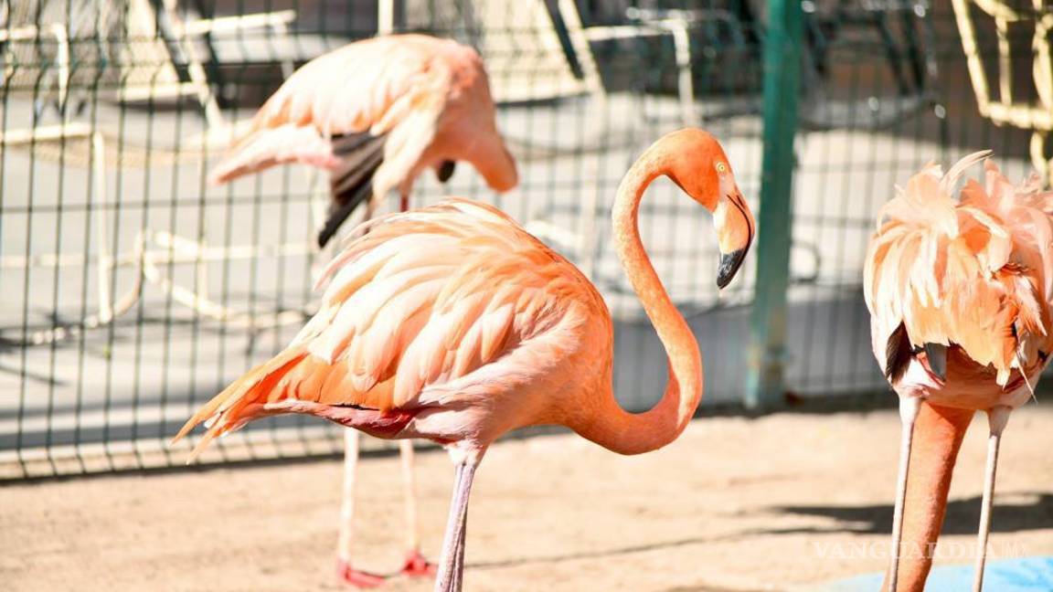 $!Hay una gran variedad de especies, que viven en entornos que les son amables.