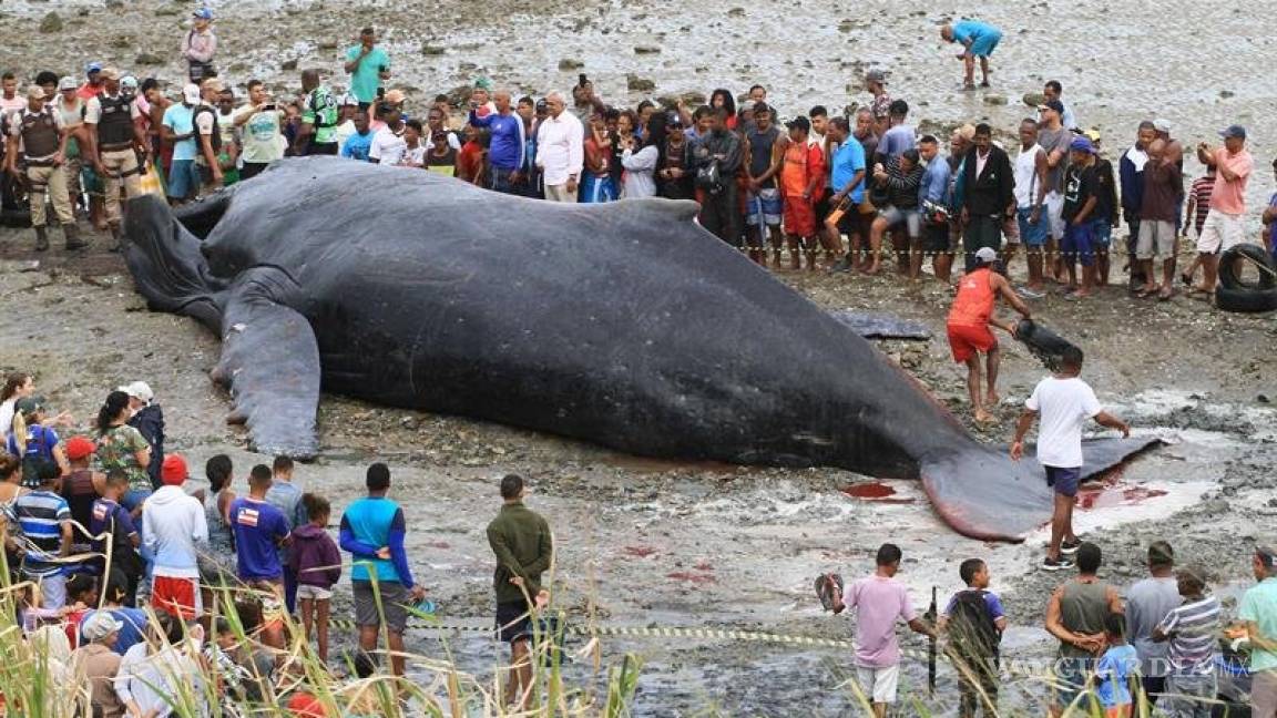 Mueren dos ballenas encalladas en playas de Brasil