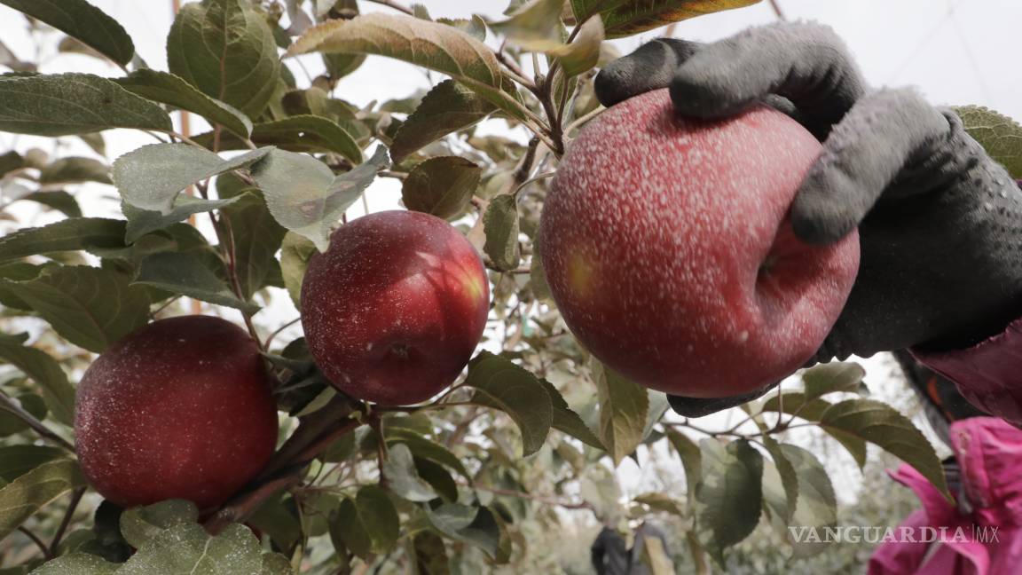 Cosmic Crisp, una nueva variedad de manzana estará en los estantes en EU a partir del 1 de diciembre