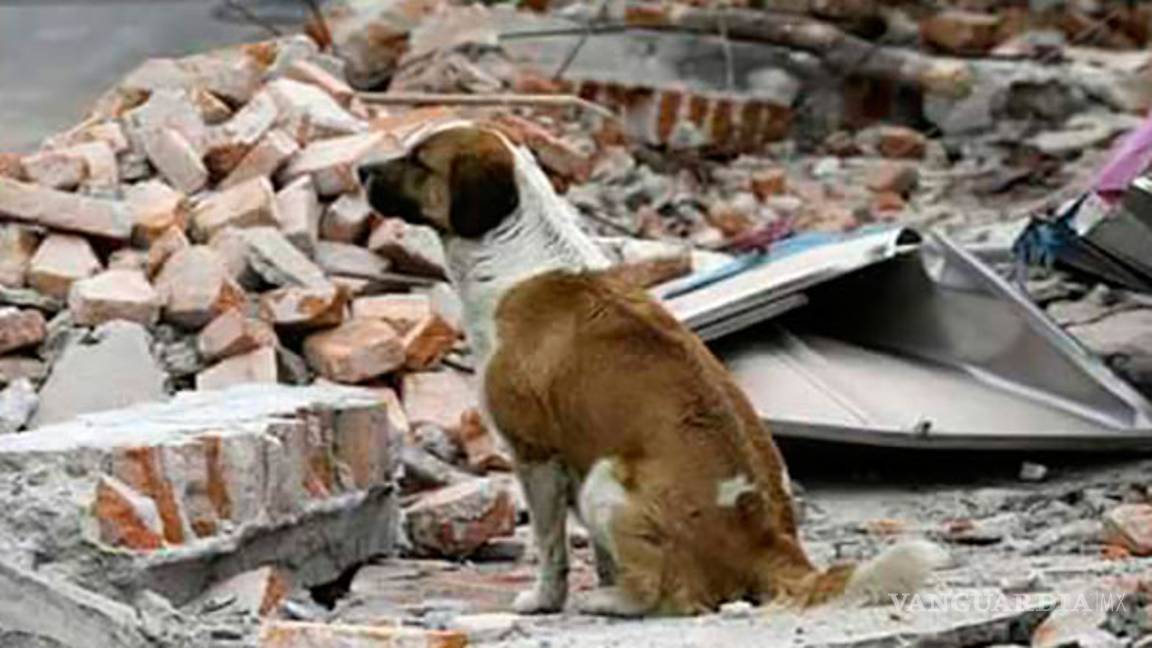 $!Twitter apoya para encontrar mascotas perdidas en el sismo