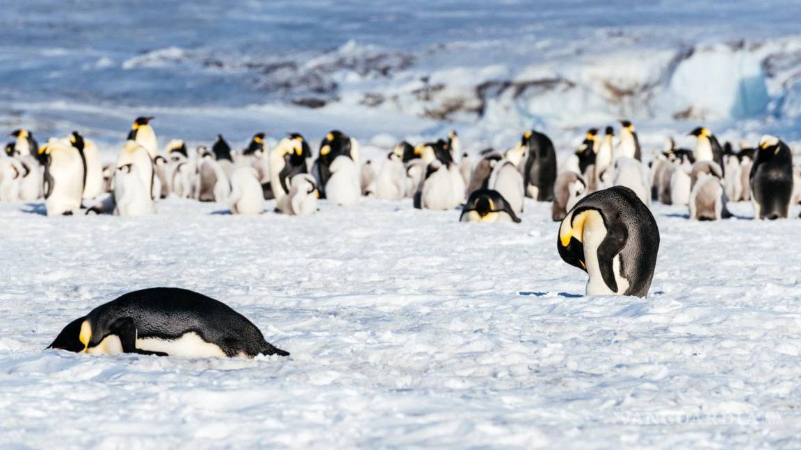 Captan a pingüinos saltando desde un acantilado de 15 metros (Video)